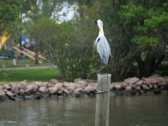Reiher