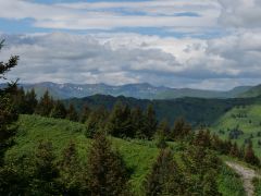 Kodiak