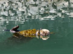 Seeotter