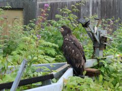 Hoonah junger Adler