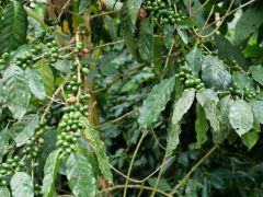 La Cumbre Kaffee