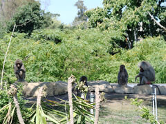 San Diego Zoo