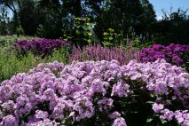 Blumen