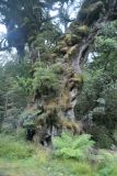 Regenwald