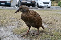 Weka