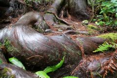 Avatar Grove